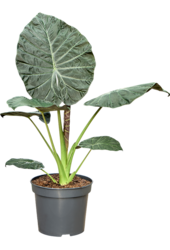Alocasia Regal Shields