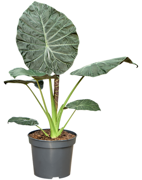 Alocasia