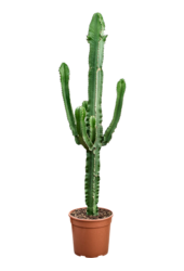 Euphorbia Erytrea