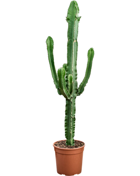 Euphorbia