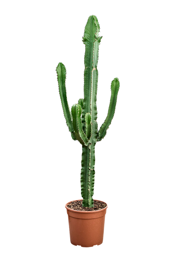 Euphorbia Erytrea