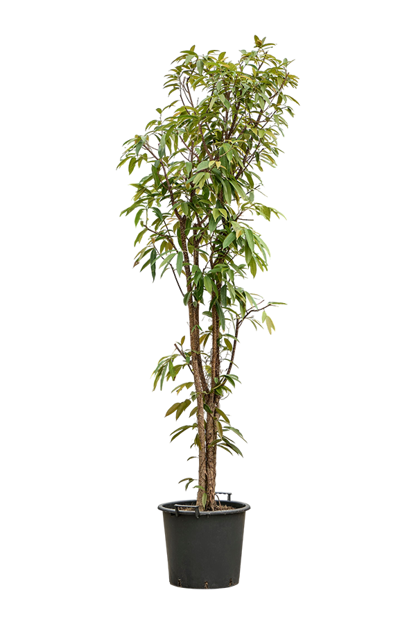Ficus Binnendijkii Amstel King (230-260)