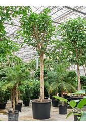 Ficus Altissima