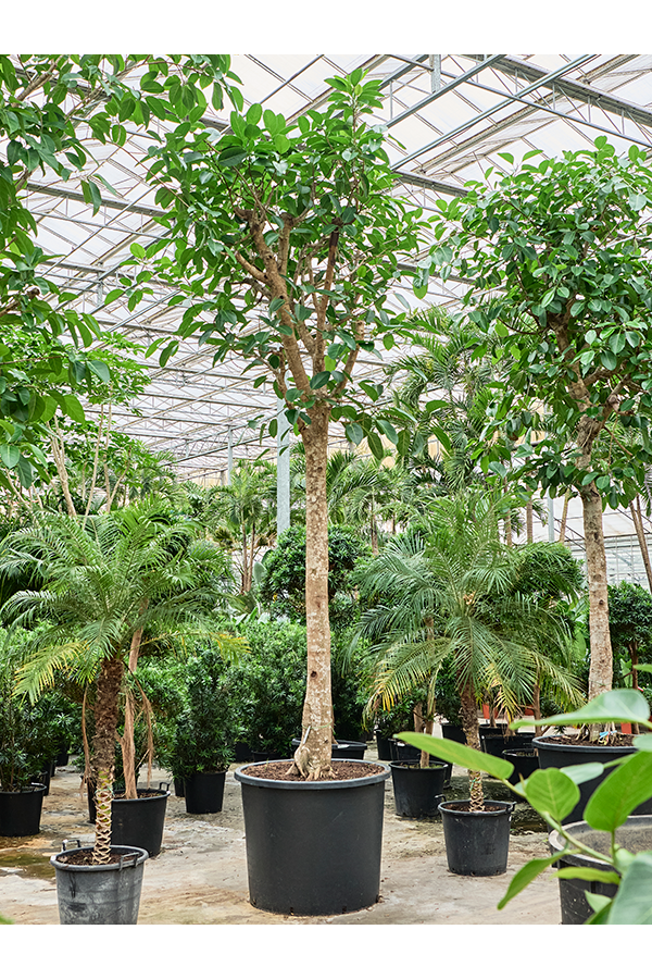 Ficus Altissima