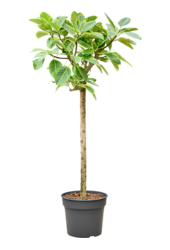 Ficus Altissima Variagata