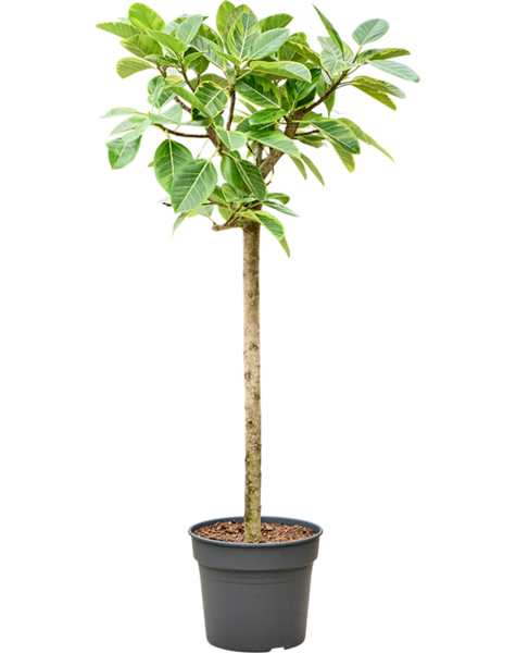 Ficus
