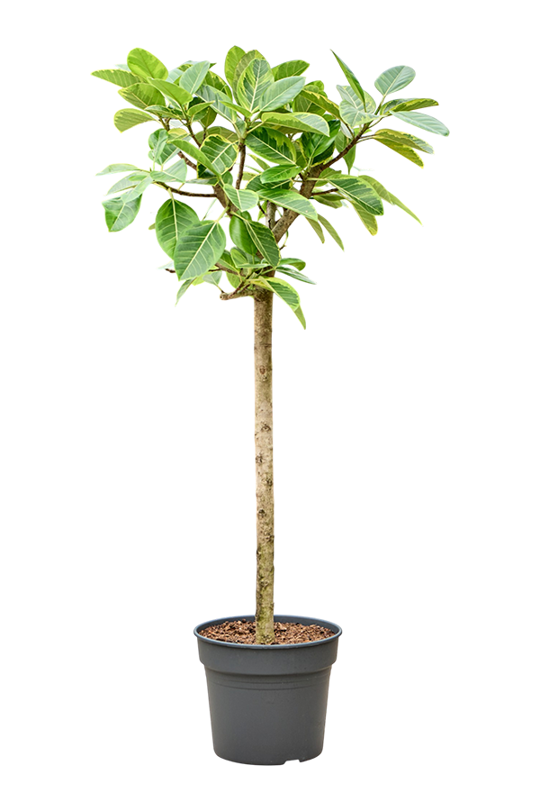 Ficus Altissima Variagata