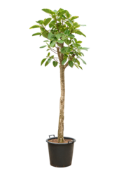 Ficus Altissima Variagata
