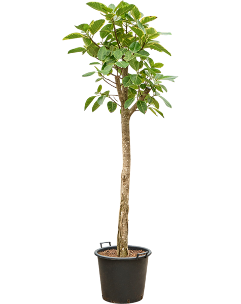 Ficus