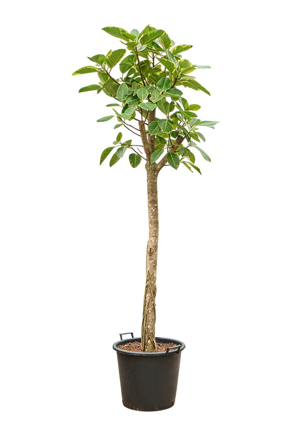 Ficus Altissima Variagata