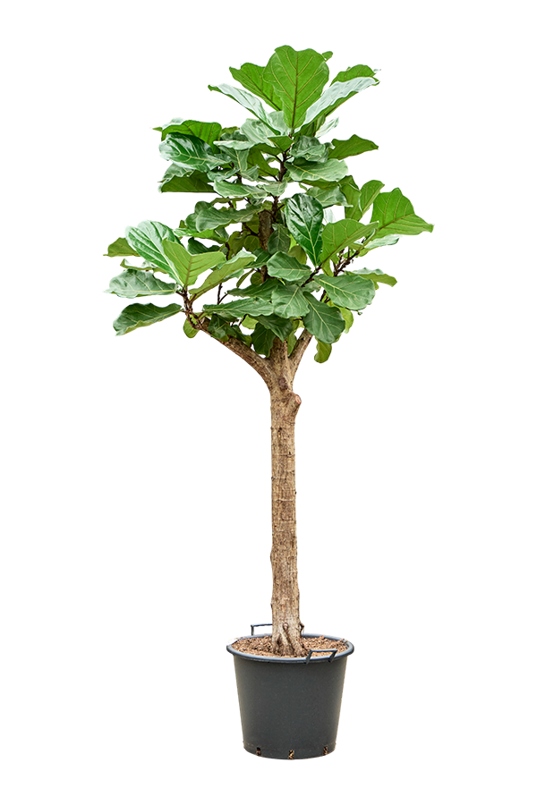 Ficus Lyrata