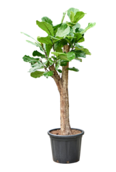 Ficus Lyrata