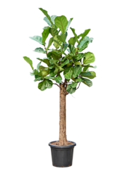Ficus Lyrata