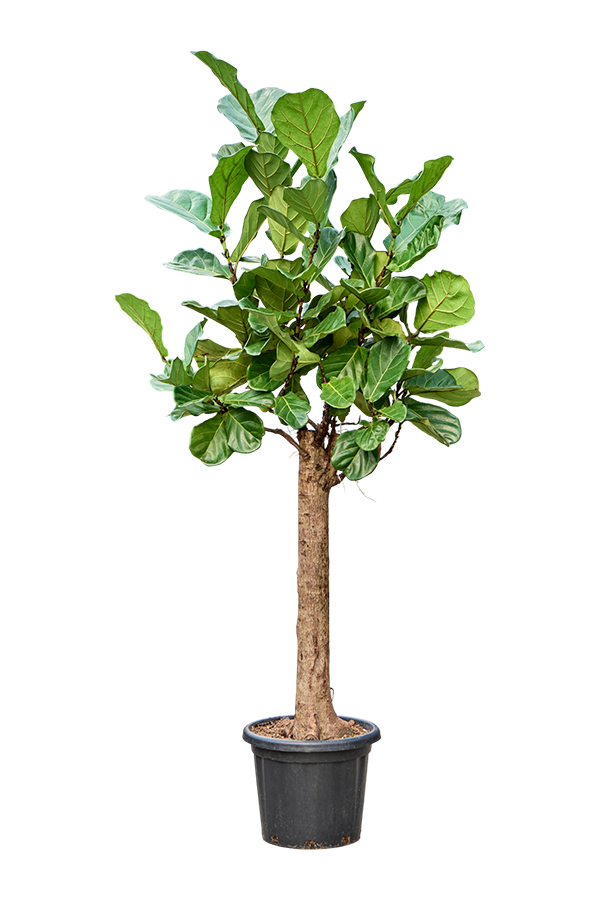 Ficus Lyrata