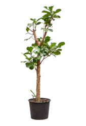 Ficus Lyrata