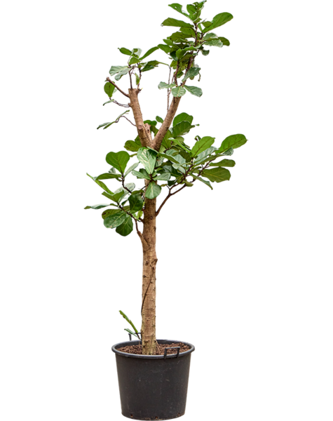 Ficus