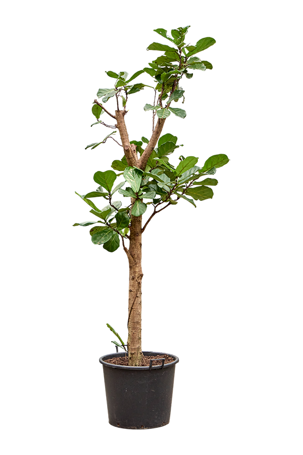 Ficus Lyrata