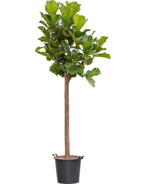 Ficus