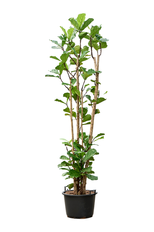Ficus Lyrata
