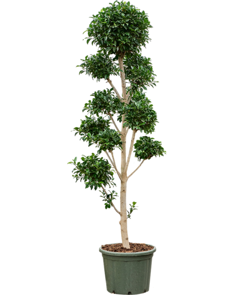 Ficus