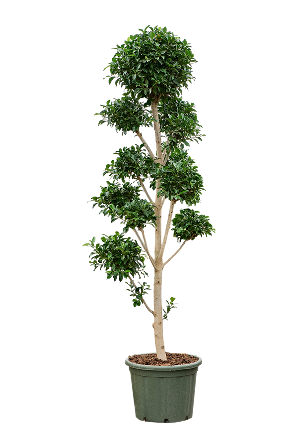 Ficus Microcarpa Nitida (260-280)