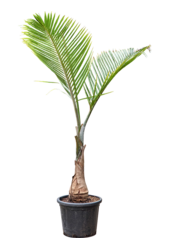 Hyophorbe Lagenicaulis