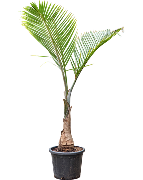Hyophorbe