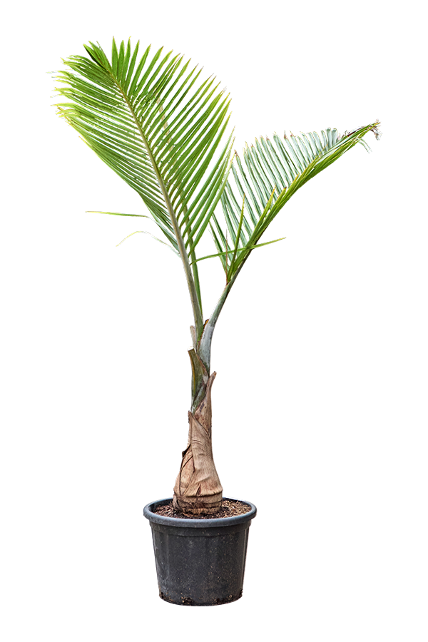 Hyophorbe Lagenicaulis