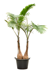 Hyophorbe Lagenicaulis
