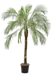 Phoenix Roebelenii (260-280)