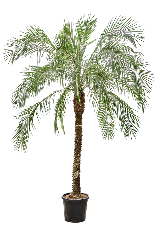 Phoenix Roebelenii (260-280)