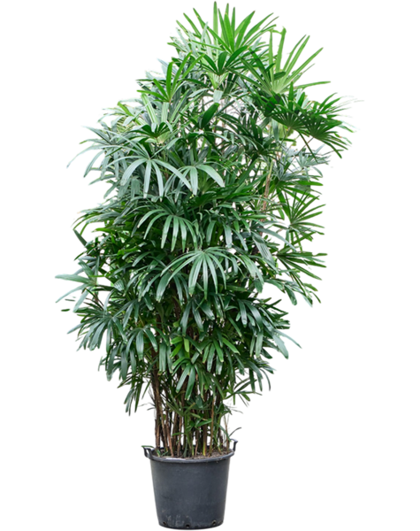 Rhapis
