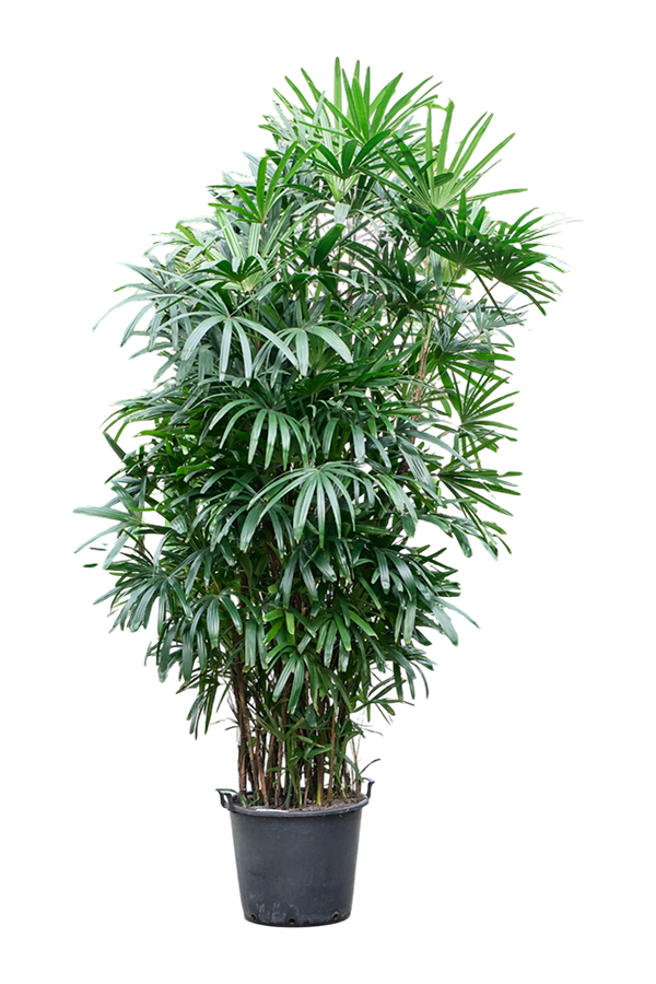 Rhapis Excelsa (300-330)