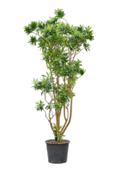 Pleomele (Dracaena) Reflexa Song Of Sri Lanka (240-300)