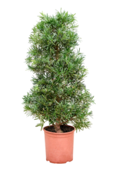 Podocarpus Macrophyllus