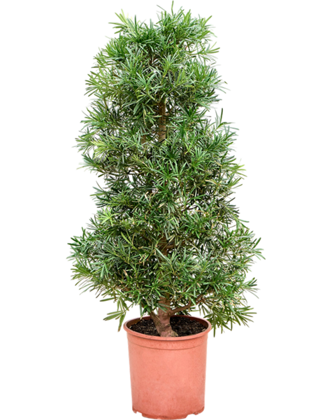 Podocarpus