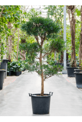 Podocarpus Macrophyllus