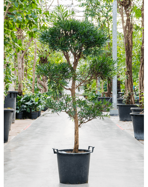 Podocarpus