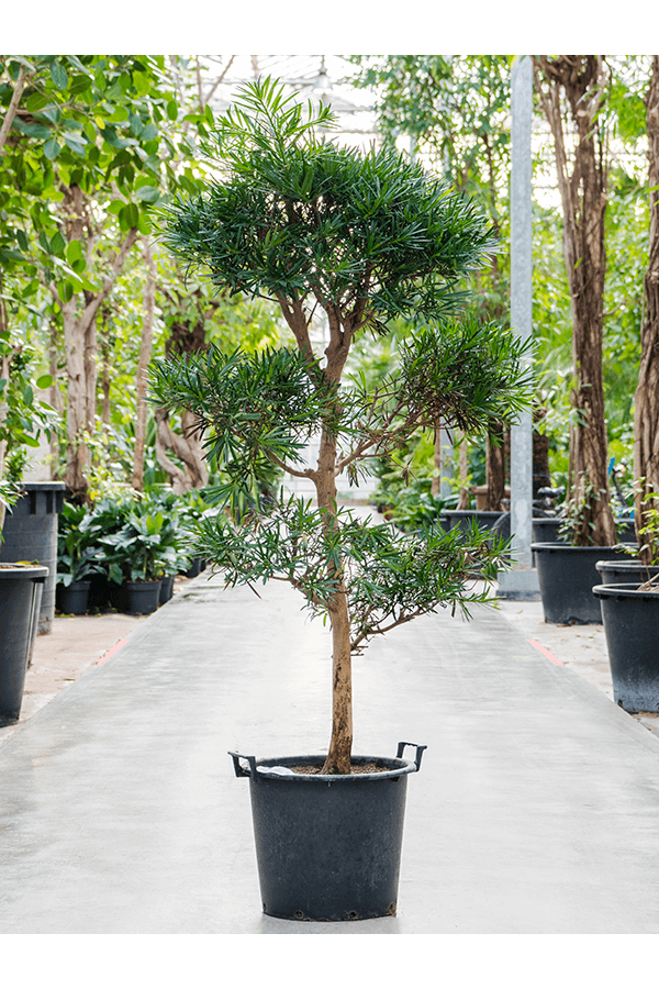 Podocarpus Macrophyllus