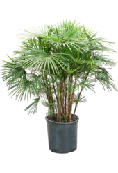 Rhapis Multifida (110-140)