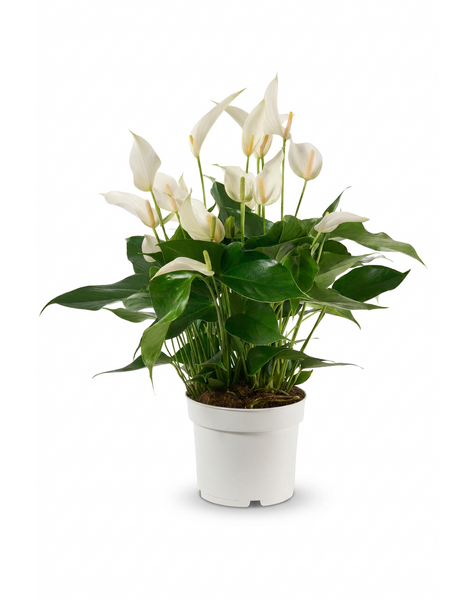 Anthurium Mille Fleurs Cava 17cm