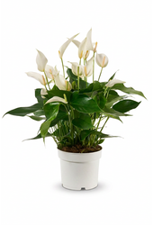 Anthurium Mille Fleurs Cava 17cm