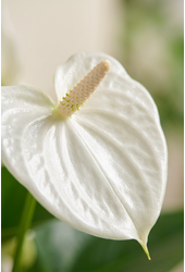 Anthurium Mille Fleurs Cava 17cm
