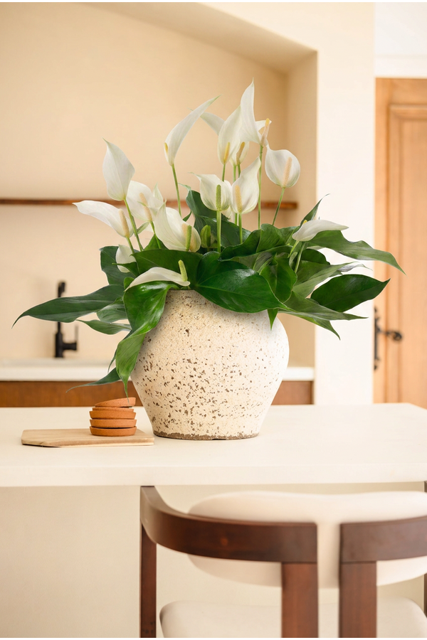 Anthurium Mille Fleurs Cava 17cm