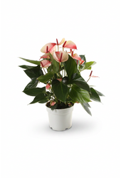 Mystique 17cm