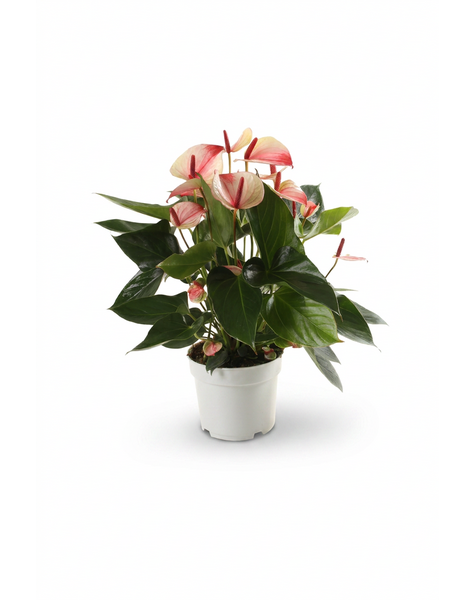 Mystique 17cm