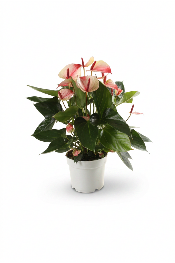 Mystique 17cm