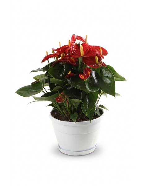 Schaal Napoli 20cm Red Champion