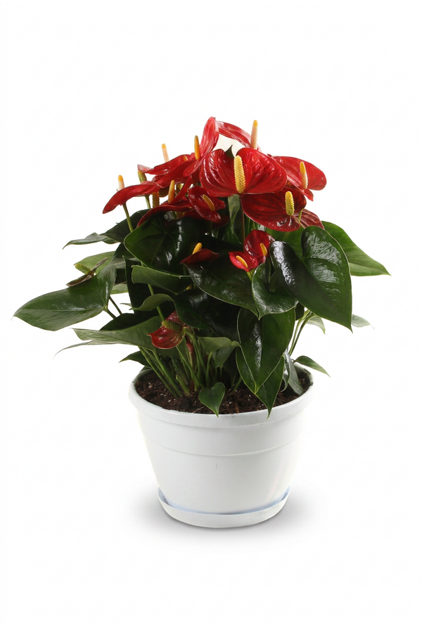Schaal Napoli 20cm Red Champion
