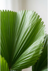 Licuala Grandis